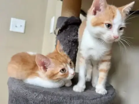 Orange Kitties photo 4