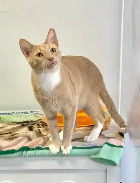 Cheddar