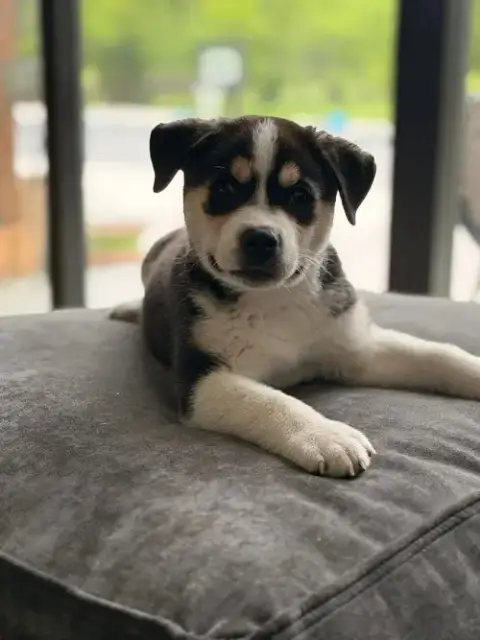 Banjo photo 5