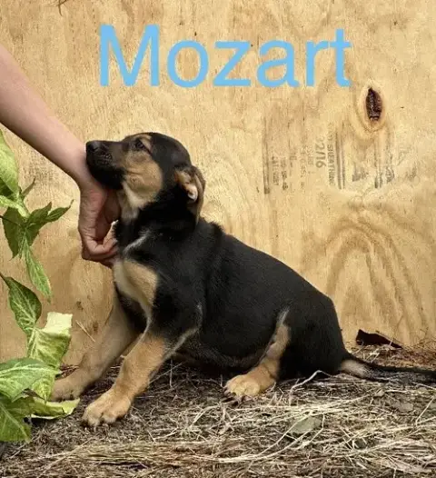 Mozart photo 3