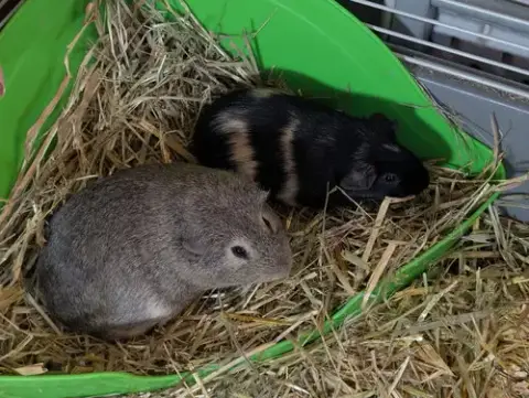 Rasinet & Twix photo 2