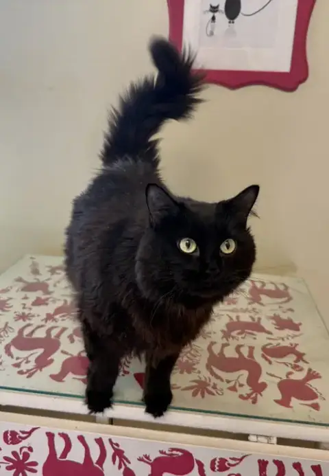 Hera photo 4
