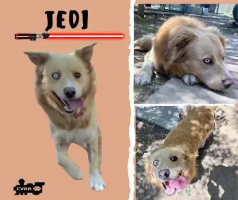 Jedi