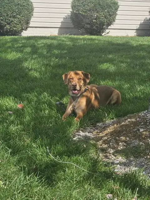 Tyson