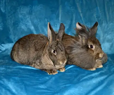 Sylvie And Quill