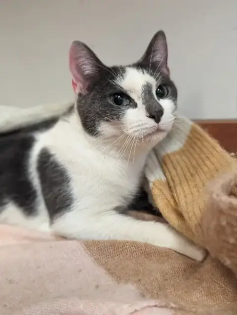 Queenie