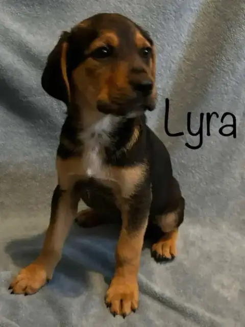 Lyra photo 2