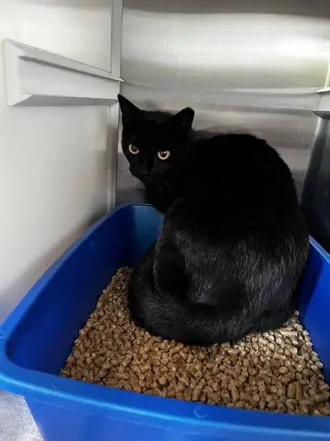 Umbreon