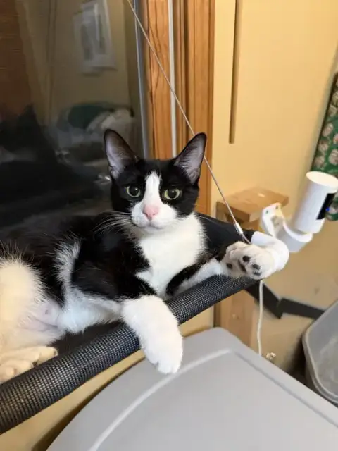 Louisa