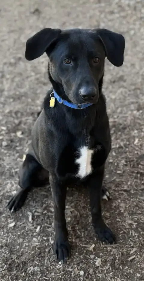Tyson photo 5