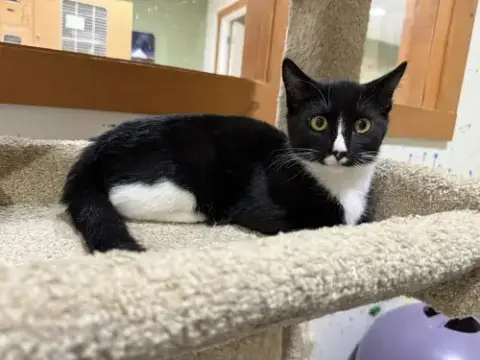 Apollo