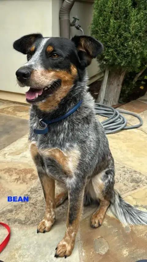 Bean photo 3