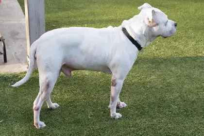 Olaf photo 2