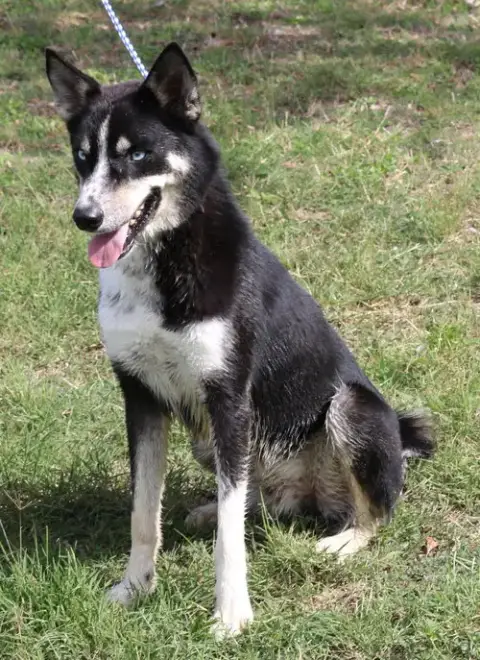 Ryker photo 3