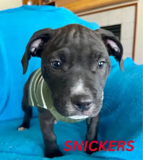Snickers