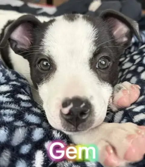 Gem photo 3