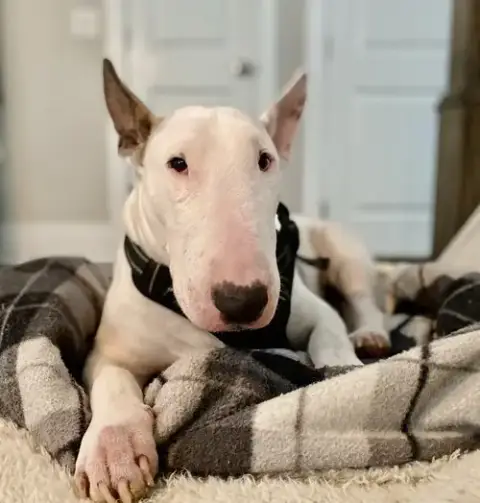 Otis
