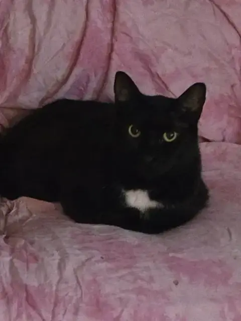 Pantera