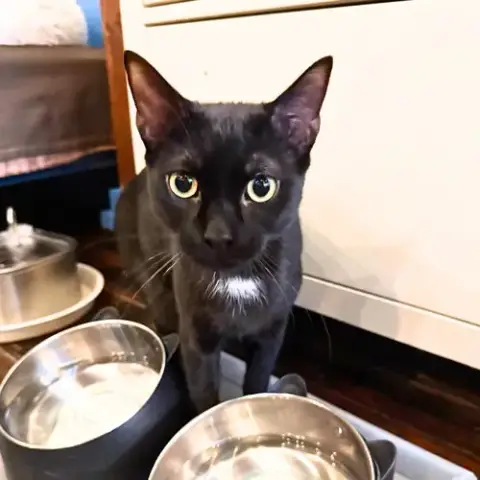 Teriyaki