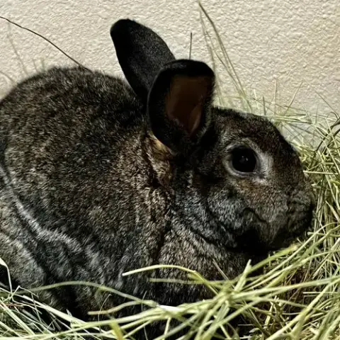 Dusty photo 2