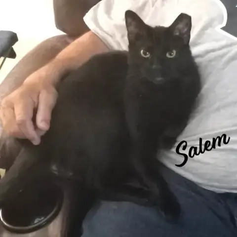 Salem #Mr-Schoomzer photo 2