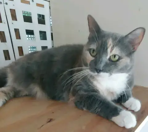 Patches photo 5