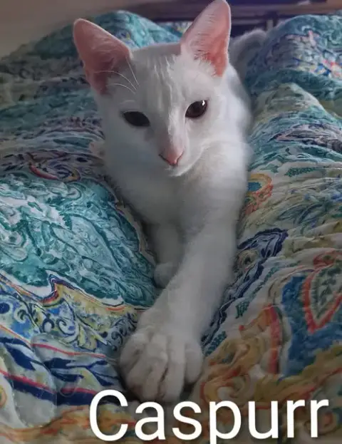 Caspurr