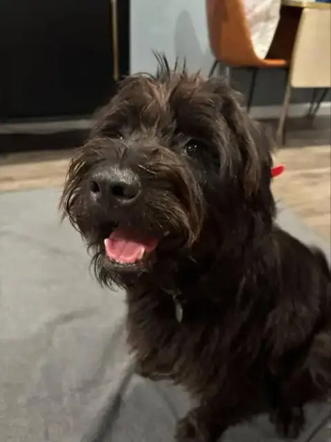 Misu