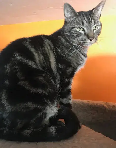 Mason