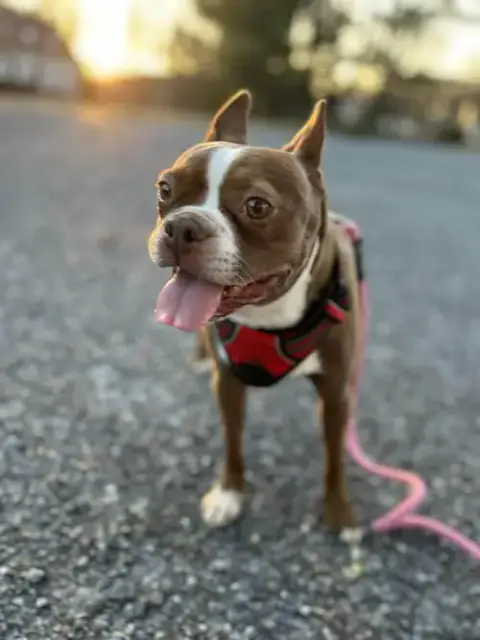 Mocha