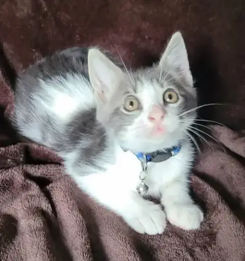 Gismo