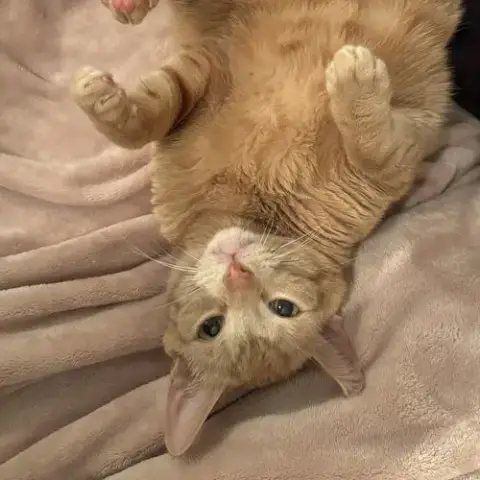 Cutie