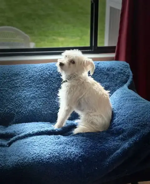 Poppy photo 2