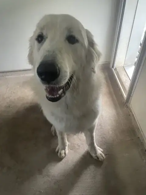 Lefty