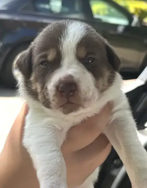 Momma Iris' Litter: Bailey photo 3