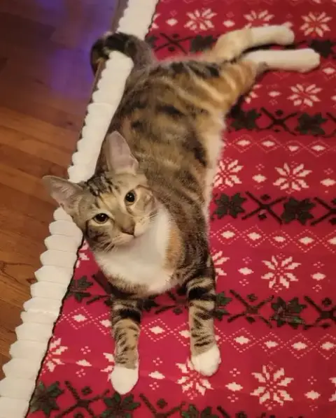 Patches