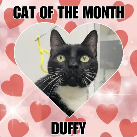Duffy Rm photo 3