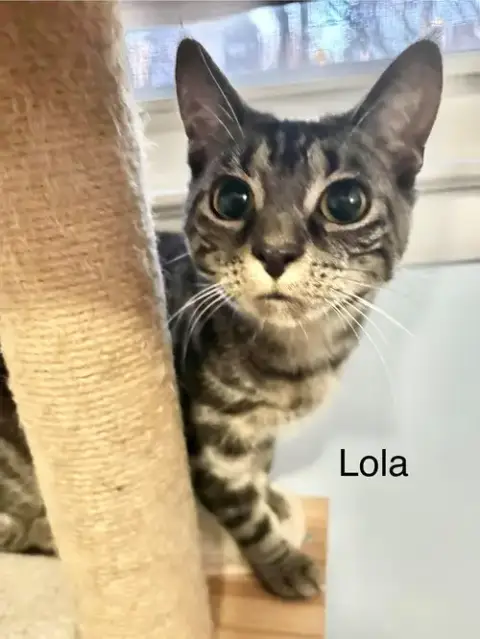 Lola photo 4