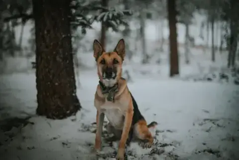 Gustaf photo 3