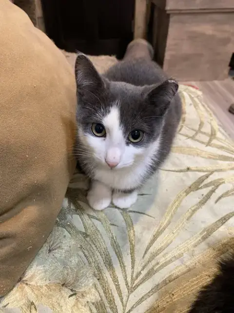 Finn photo 2
