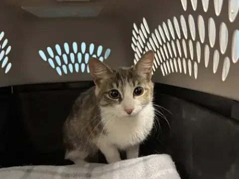 Isabella