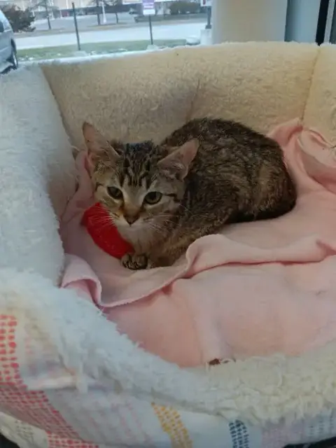 C272 Litter Robin photo 2