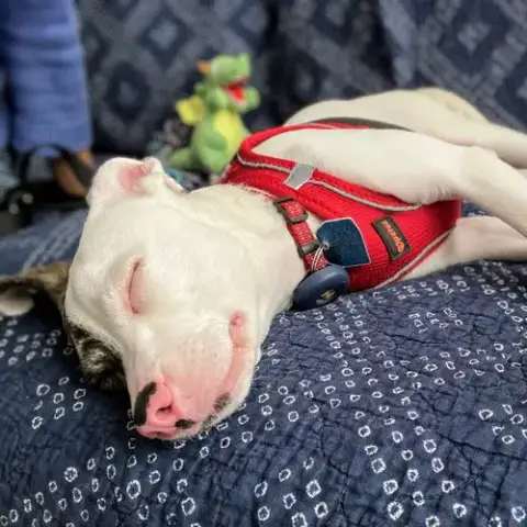 Dottie photo 2