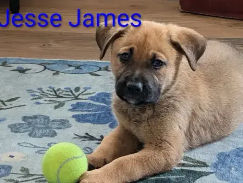 Jesse James photo 5