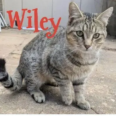 Wiley