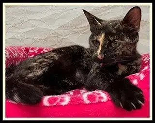 Amelia