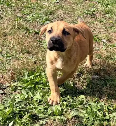 Ryder photo 2
