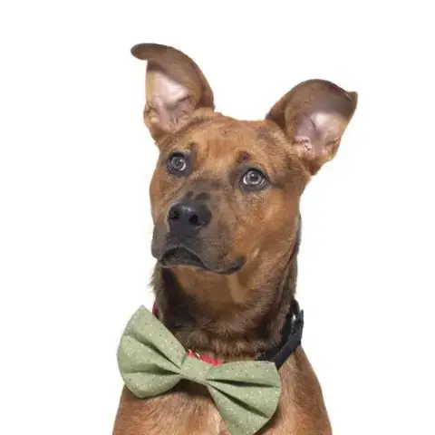 Rocky