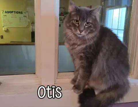 Otis photo 2
