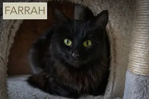 Farrah: Dmh photo 4